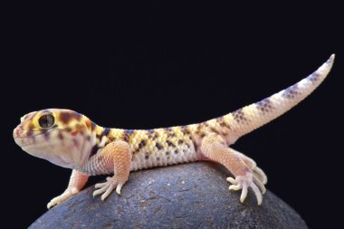 Merak gecko (Teratoscincus scincus)