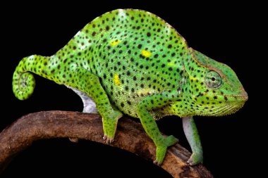 Usambara Giant Three-Horned bukalemunlar (Trioceros deremensis) erkek