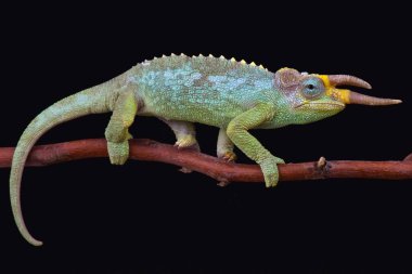 Jackson'ın Three-Horned bukalemun (Trioceros jacksonii merumontanus) erkek