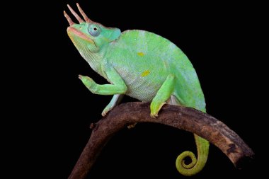 Usambara Giant Three-Horned bukalemun (Trioceros deremensis) erkek