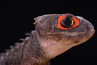 Kırmızı timsah skink (Tribolonotus gracilis)