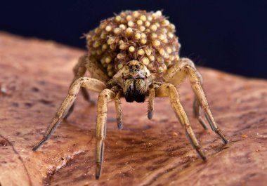 Herhangi karşı ek bir koruma yırtıcı olacak gibi kurt örümcekler bebeklerini onların back on taşımak..