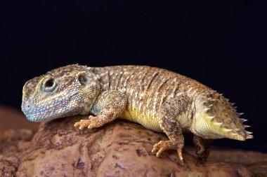 Cüce kalkan agama (Xenagama batilifera kuyruklu)
