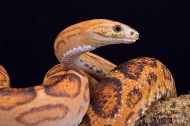 Scaleless rat snake (Pantherophis guttata) clipart