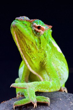 Çizgili bukalemun (Trioceros petteri)