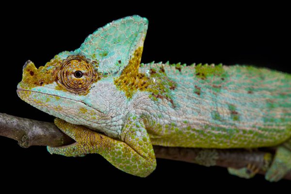 Хамелеон Карпентера, Kinyongia carpenteri
