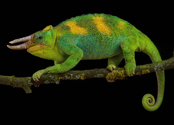 Johnston Chameleon Trioceros Johnstoni — Stock Photo, Image