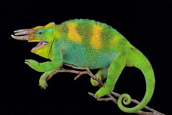 Johnston'ın bukalemun, Trioceros johnstoni