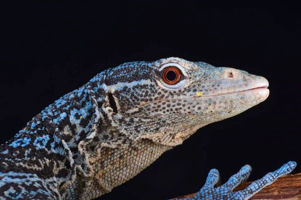 Blue Tree Monitor Varanus Macraei — Stockfoto