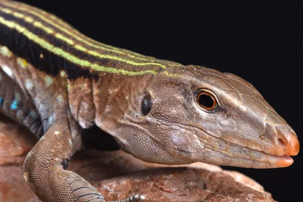 Ameiva Géante Hispaniolaine Ameiva Chrysolaema — Photo