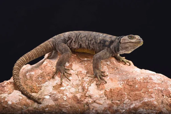 Phymaturus Dorsimaculatus Female Close — Stock Photo, Image