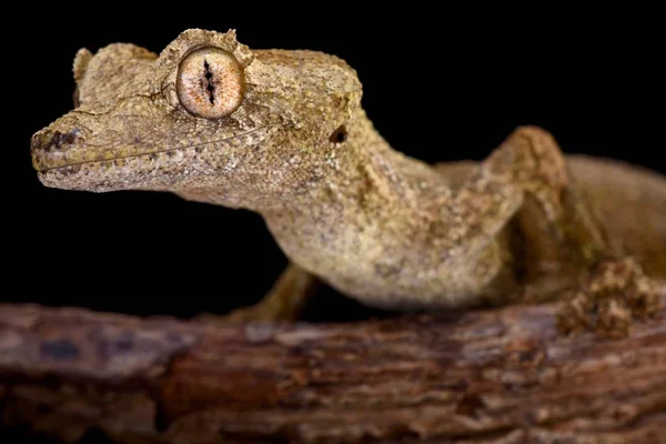 Gunthera List Kvadrát Gecko Uroplatus Guentheri — Stock fotografie