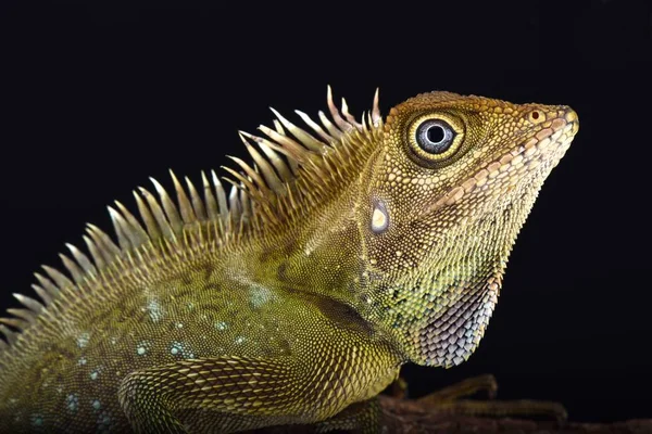 Lézard Tête Oblique Gonocephalus Bellii — Photo