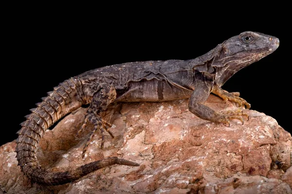 Oaxaca Spiny kuyruklu Iguana (Ctenosaura oaxacana)