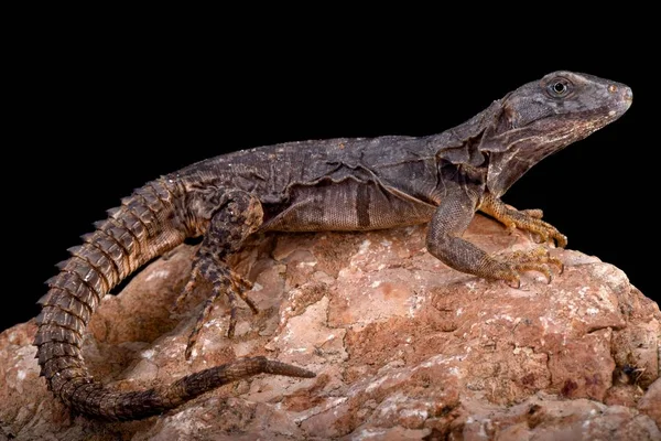 Οαχάκα Spiny Tailed Ιγκουάνα Ctenosaura Oaxacana — Φωτογραφία Αρχείου