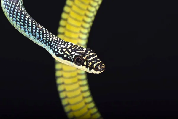 Paradise Flying Snake Chrysopelea Paradisi — Stock Photo, Image