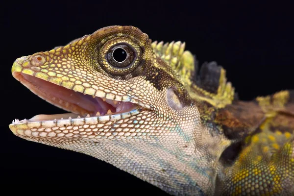 Büyük açı baş kertenkele (Gonocephalus grandis)