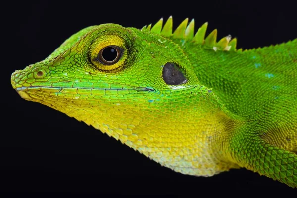 Yeşil ibikli kertenkele (Bronchocela cristatella)