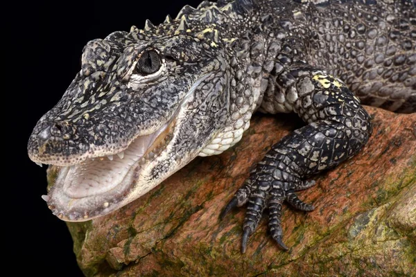 Jacaré Chinês Alligator Sinensis — Fotografia de Stock