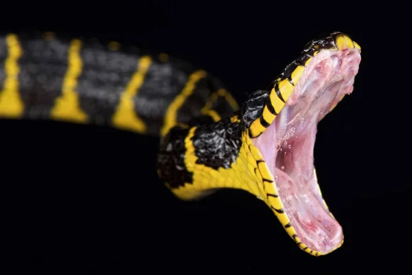 Serpiente Manglar Boiga Dendrophila — Foto de Stock