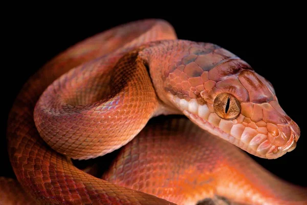 Amethystine python (Morelia amethistina)