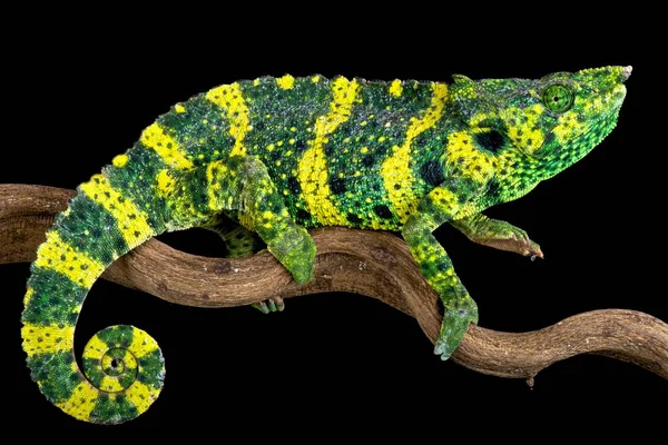 Meller Chameleon Trioceros Melleri — Stock Photo, Image