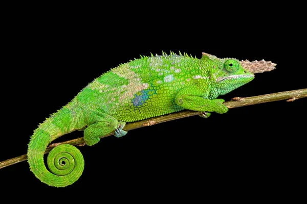 Fischer Chameleon Kinyongia Fischeri — Stock Photo, Image