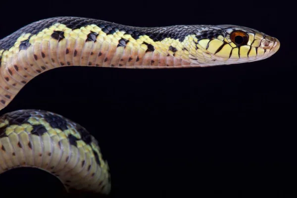 Мадагаскарская Гигантская Змея Leioheterodon Madagascariensis — стоковое фото