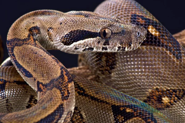 Σμαραγδένιο Νησί Μπόα Boa Constrictor Sabogae — Φωτογραφία Αρχείου