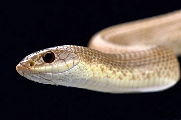 金髪の無毒のヘビ ブタハナスベヘビ属作成 — ストック写真