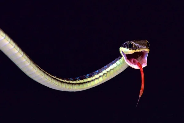 Målade Bronzeback Dendrelaphis Pictus — Stockfoto