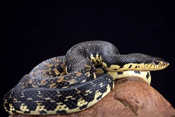 Malagasi Reus Hognose Snake Leioheterodon Madagascariensis — Stockfoto