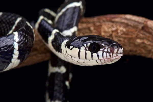 Μαύρο Και Άσπρο Μαγκρόβια Φίδι Boiga Dendrophila — Φωτογραφία Αρχείου