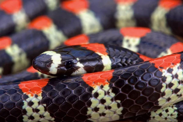 Czarny Banded Stonoga Jedzenie Węża Scolecophis Atrocinctus — Zdjęcie stockowe