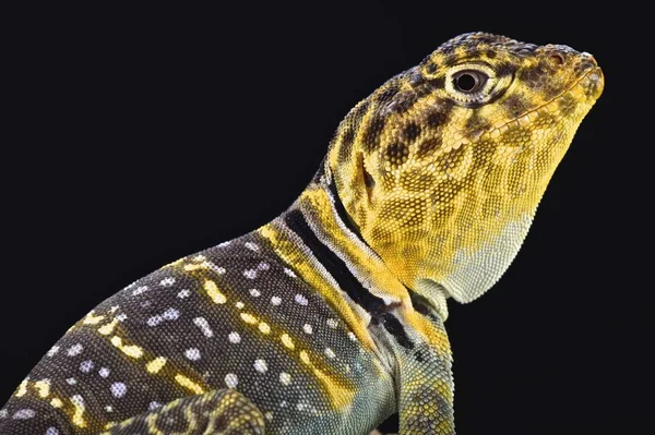 Sárga Élén Galléros Gyík Crotaphytus Cinereiventris Auriceps — Stock Fotó