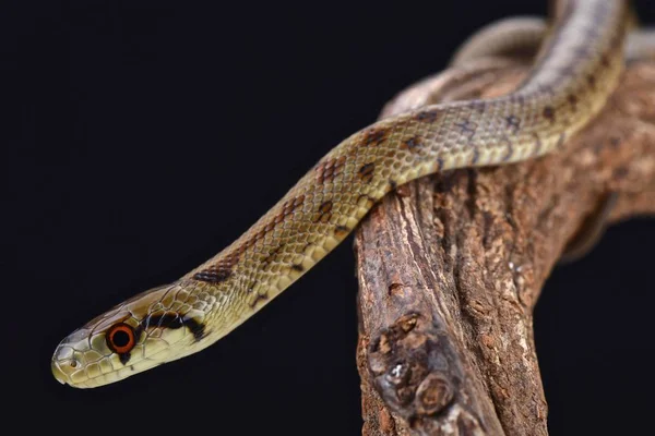 Italian Aesculapian Snake Zamenis Lineatus — Stock Photo, Image