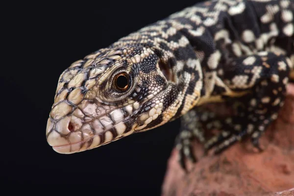 Tegu Negro Blanco Argentino Salvator Merianae —  Fotos de Stock