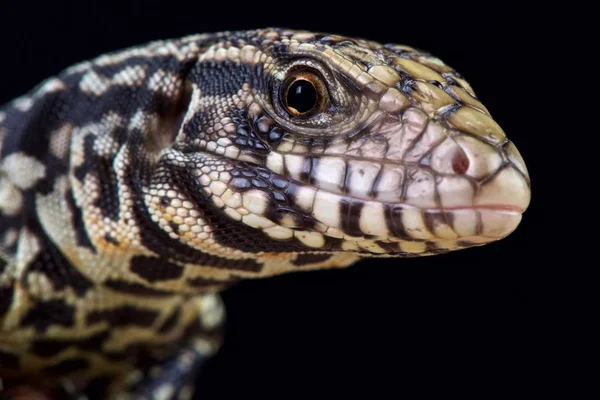 Argentin Fekete Fehér Tegu Salvator Merianae — Stock Fotó