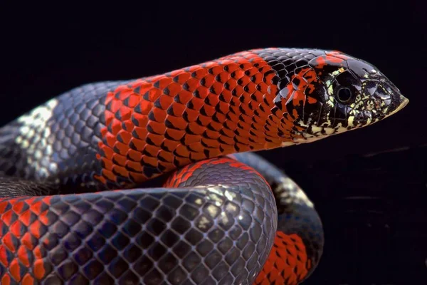 三色の無毒のヘビ Lystrophis プルケルフェミナ — ストック写真