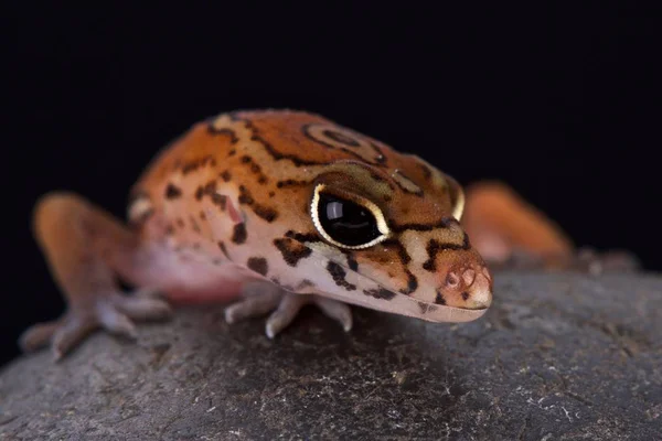 Yucatn Banded Gecko Cerca —  Fotos de Stock