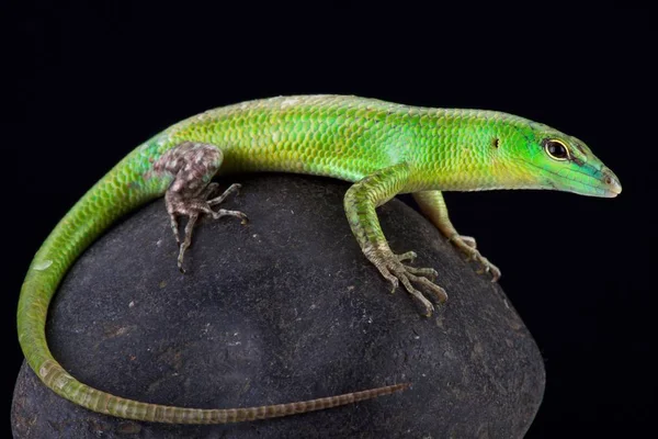 Zümrüt skink (Lamprophis smaragdina)