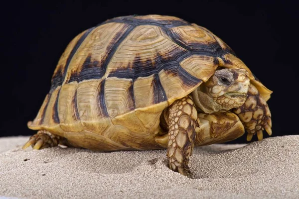 Ägyptische Schildkröte Testudo Kleinmanni — Stockfoto