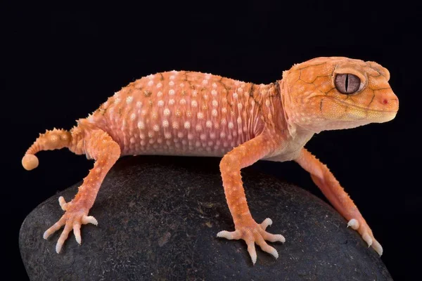 Kaba topuzu kuyruklu gecko (Nephrurus amyae)