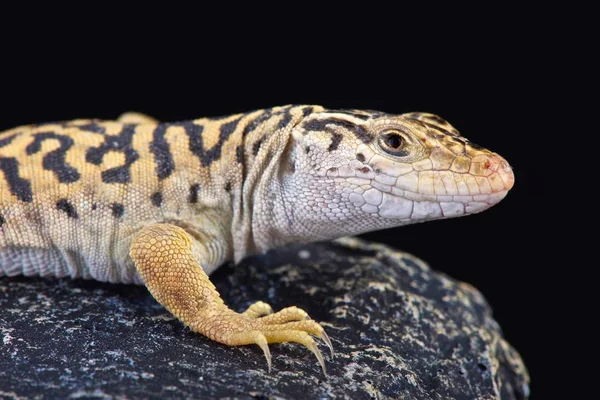 Yucatn bantlı Gecko yakın çekim 