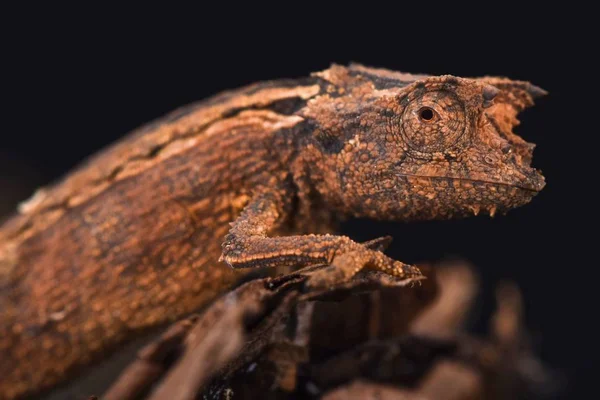 Domergue'nın yaprak bukalemun (Brookesia thieli)