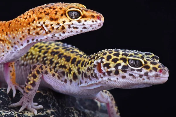 Gekony Leopard Eublepharis Macularius — Zdjęcie stockowe