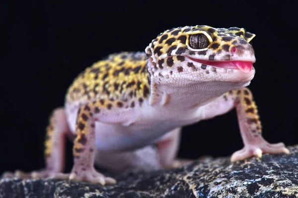 Leopar gecko (Eublepharis macularius)