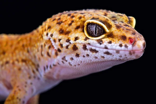 Leopar gecko (Eublepharis macularius)