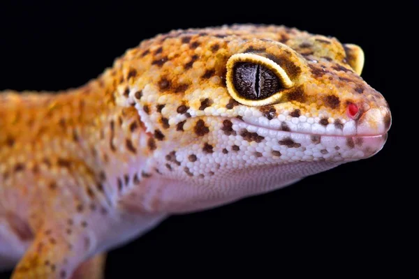 Leopardo Gecko Eublepharis Macularius — Fotografia de Stock