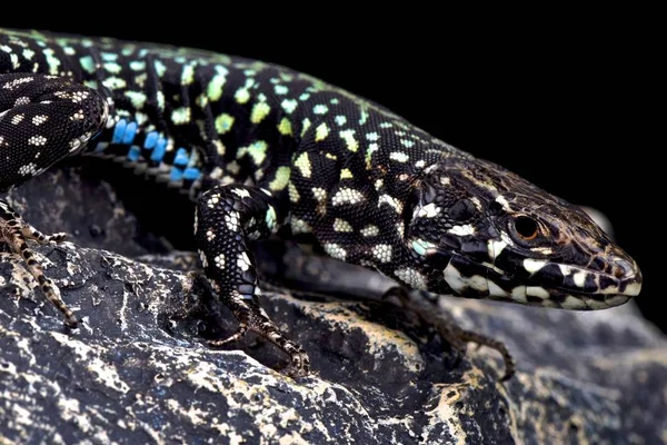 Malta duvar kertenkele (Podarcis filfolensis laurentiimuelleri)